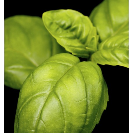 Mint ocean 2025 - Yodeyma