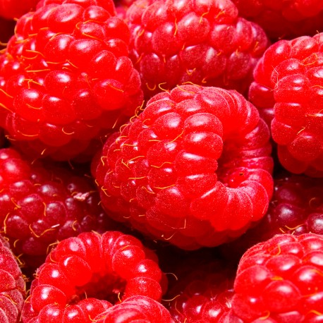 Ambrax 2025 - Yodeyma