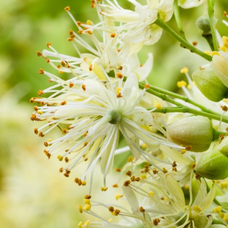 Tayda 2025 - Yodeyma