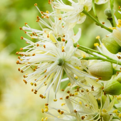 Tayda 2025 - Yodeyma