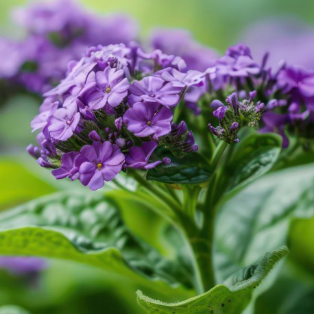 Tayda 2025 - Yodeyma